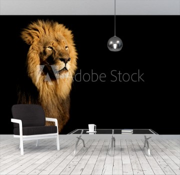 Picture of Portrait of a big male African lion Panthera leo against a black background South Africa